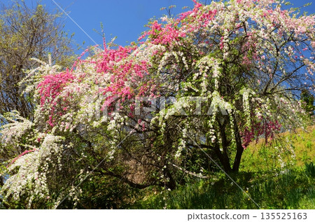 白馬村的春日景色 白馬村的春日景色 135525163