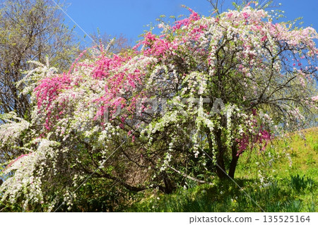 白馬村的春日景色 白馬村的春日景色 135525164