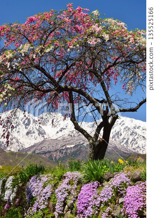 Spring scenery in Hakuba Village 135525166