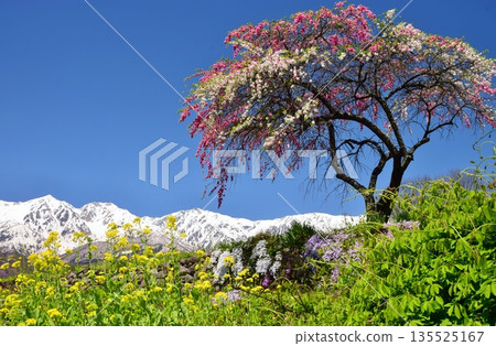 白馬村的春日景色 白馬村的春日景色 135525167