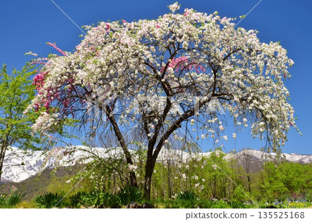 白馬村的春日景色 白馬村的春日景色 135525168