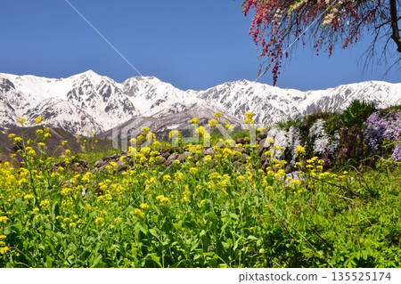Spring scenery in Hakuba Village Spring scenery in Hakuba Village 135525174
