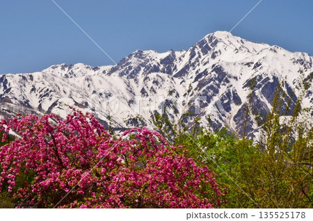 白馬村的春日景色 白馬村的春日景色 135525178