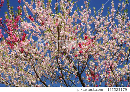 白馬村的春日景色 白馬村的春日景色 135525179