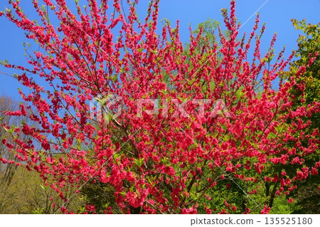 白馬村的春日景色 白馬村的春日景色 135525180