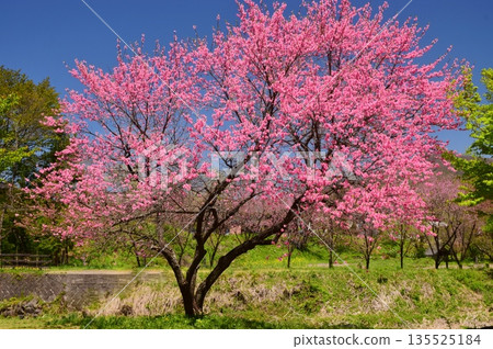 白馬村的春日景色 白馬村的春日景色 135525184