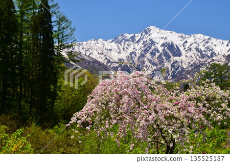白馬村的春日景色 白馬村的春日景色 135525187