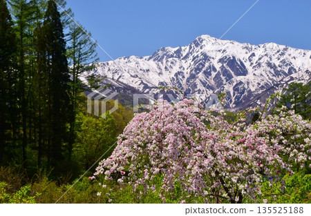 白馬村的春日景色 白馬村的春日景色 135525188