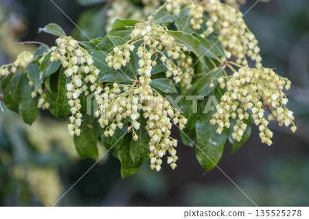 White daphne flowers blooming in the spring forest White daphne flowers blooming in the spring forest 135525278