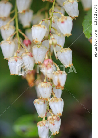 White daphne flowers blooming in the spring forest White daphne flowers blooming in the spring forest 135525279