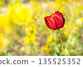 [Material] Red tulip flowers against a yellow bokeh background in a spring park in Japan. 135525352