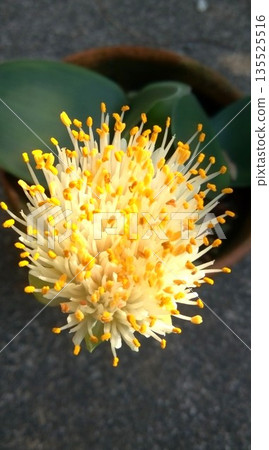 Haemansas花 135525516