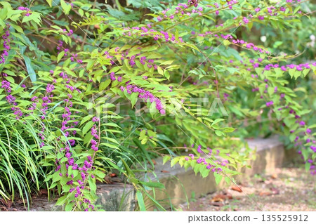 Refreshing Purple Cherry Blossom Fruit Refreshing Purple Cherry Blossom Fruit 135525912