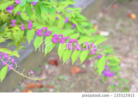 Refreshing Purple Cherry Blossom Fruit 135525915