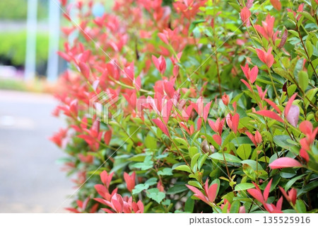 Beautiful red leaves of the Japanese photinia Beautiful red leaves of the Japanese photinia 135525916