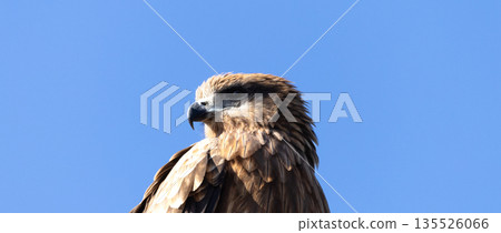 A simple scene of a blue sky and a black kite, a bird of prey. 135526066
