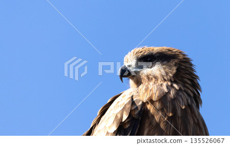 A simple scene of a blue sky and a black kite, a bird of prey. 135526067
