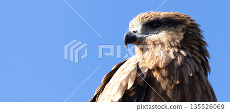 藍天白雲，一隻黑色的鳶，一種猛禽，構成了一幅簡單的畫面。 135526069