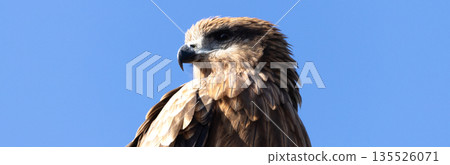 A simple scene of a blue sky and a black kite, a bird of prey. A simple scene of a blue sky and a black kite, a bird of prey. 135526071