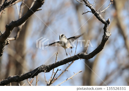Flying long-tailed aga Flying long-tailed aga 135526331