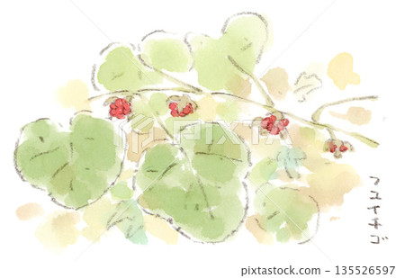 冬季植物冬季草莓果實的水彩插圖 冬季植物冬季草莓果實的水彩插圖 135526597