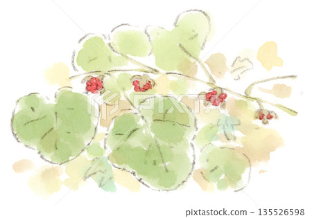 Watercolor illustration of winter plant, Fuyuichigo (winter strawberry) fruit 135526598