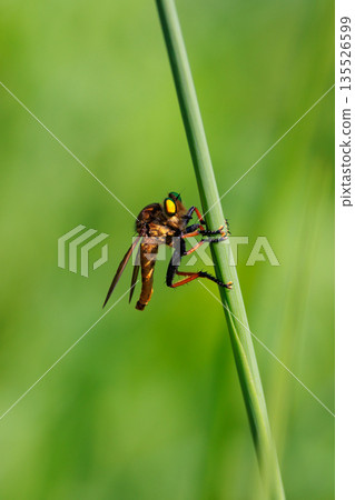A green-eyed fly with beautiful green compound eyes A green-eyed fly with beautiful green compound eyes 135526599