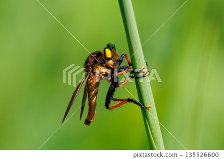 一隻綠眼睛的蒼蠅,有著美麗的綠色複眼 一隻綠眼睛的蒼蠅,有著美麗的綠色複眼 135526600
