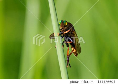 一隻綠眼睛的蒼蠅,有著美麗的綠色複眼 一隻綠眼睛的蒼蠅,有著美麗的綠色複眼 135526601