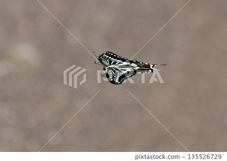 A familiar swallowtail butterfly that can be seen in a variety of places, from cities to mountain areas A familiar swallowtail butterfly that can be seen in a variety of places, from cities to mountain areas 135526729