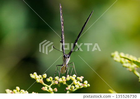 A familiar swallowtail butterfly that can be seen in a variety of places, from cities to mountain areas A familiar swallowtail butterfly that can be seen in a variety of places, from cities to mountain areas 135526730