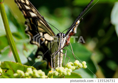 A familiar swallowtail butterfly that can be seen in a variety of places, from cities to mountain areas A familiar swallowtail butterfly that can be seen in a variety of places, from cities to mountain areas 135526731