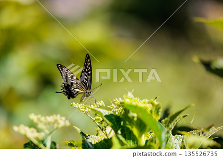 A familiar swallowtail butterfly that can be seen in a variety of places, from cities to mountain areas A familiar swallowtail butterfly that can be seen in a variety of places, from cities to mountain areas 135526735