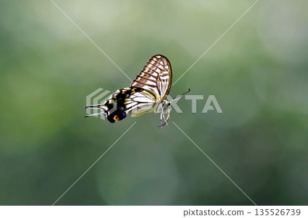 A familiar swallowtail butterfly that can be seen in a variety of places, from cities to mountain areas 135526739