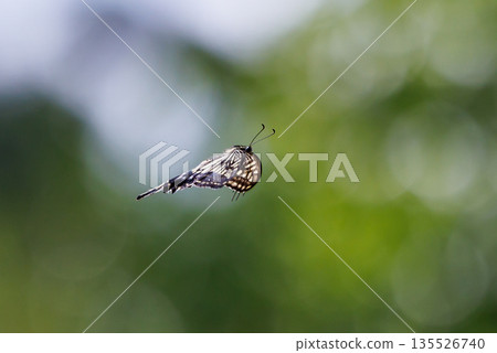 A familiar swallowtail butterfly that can be seen in a variety of places, from cities to mountain areas 135526740