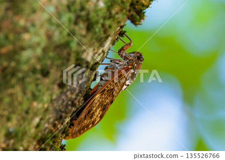 A brown cicada that is reminiscent of the summer sun and heat A brown cicada that is reminiscent of the summer sun and heat 135526766