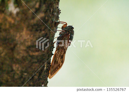 A brown cicada that is reminiscent of the summer sun and heat A brown cicada that is reminiscent of the summer sun and heat 135526767