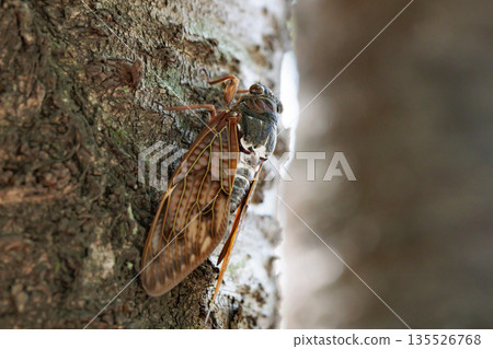 A brown cicada that is reminiscent of the summer sun and heat A brown cicada that is reminiscent of the summer sun and heat 135526768