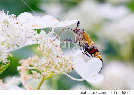 A type of moth with transparent wings that is active during the day, the large hawk moth A type of moth with transparent wings that is active during the day, the large hawk moth 135526835