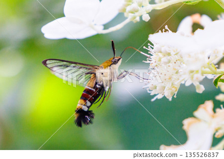 A type of moth with transparent wings that is active during the day, the large hawk moth 135526837