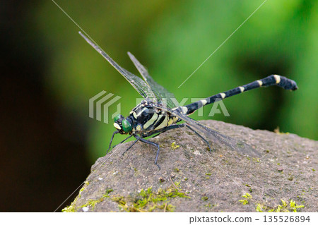 Oniyama, a dragonfly that patrols a certain area with Japan's largest dragonfly 135526894