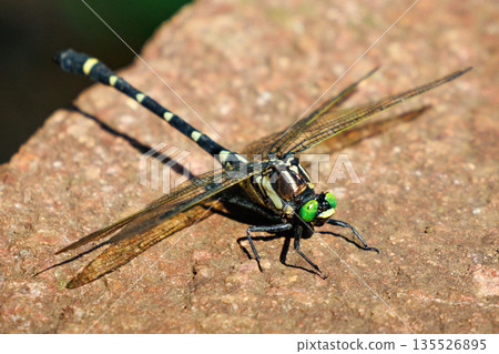 Oniyama, a dragonfly that patrols a certain area with Japan's largest dragonfly 135526895