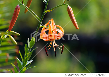 虎百合，開大花並附有繁殖體的花 135526988