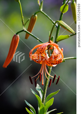 Tiger lily, a flower that blooms large flowers and attaches propagules Tiger lily, a flower that blooms large flowers and attaches propagules 135526989