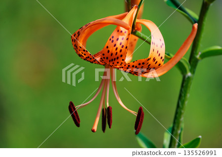虎百合,開大花並附有繁殖體的花 虎百合,開大花並附有繁殖體的花 135526991