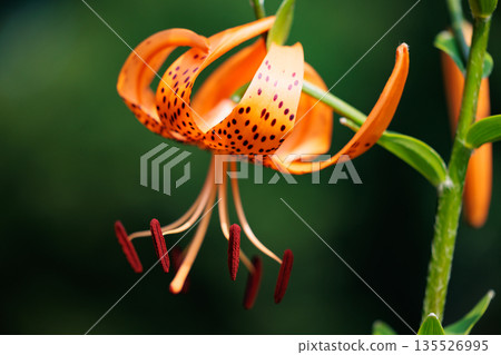 虎百合,開大花並附有繁殖體的花 虎百合,開大花並附有繁殖體的花 135526995