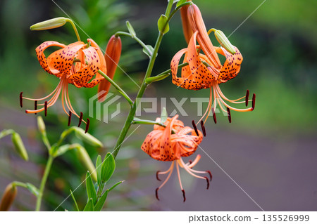Tiger lily, a flower that blooms large flowers and attaches propagules 135526999