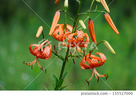 虎百合，開大花並附有繁殖體的花 135527000