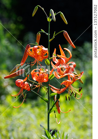 Tiger lily, a flower that blooms large flowers and attaches propagules Tiger lily, a flower that blooms large flowers and attaches propagules 135527002