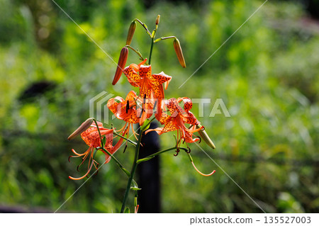 Tiger lily, a flower that blooms large flowers and attaches propagules Tiger lily, a flower that blooms large flowers and attaches propagules 135527003